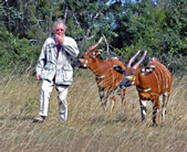 Don and Bongo Antelope
