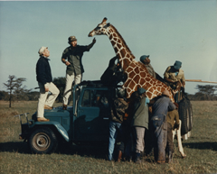 Gathering A Giraffe