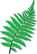 Fern Plant